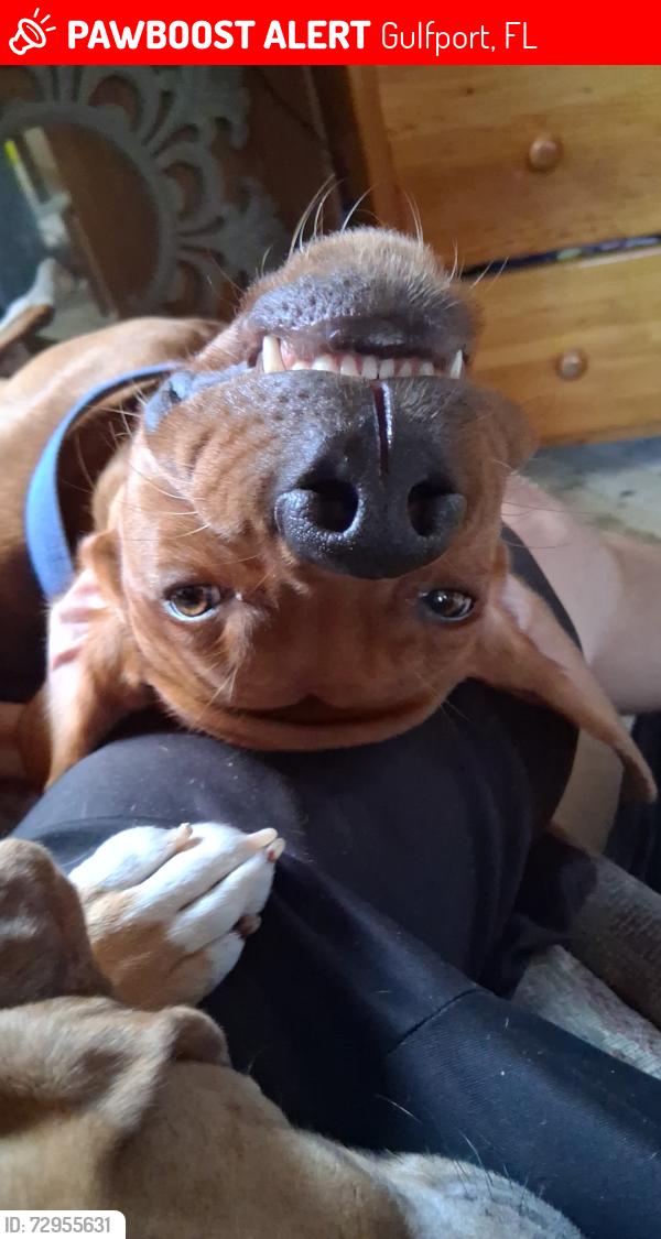 Lost Male Dog last seen Gulfport highschool, Gulfport, FL 33707