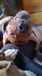Lost Male Dog last seen Gulfport highschool, Gulfport, FL 33707
