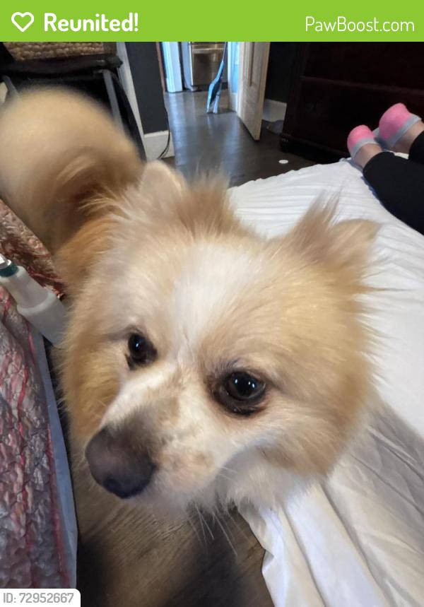 Reunited Female Dog last seen Bradley st Greenville South Carolina, Parker, SC 29611