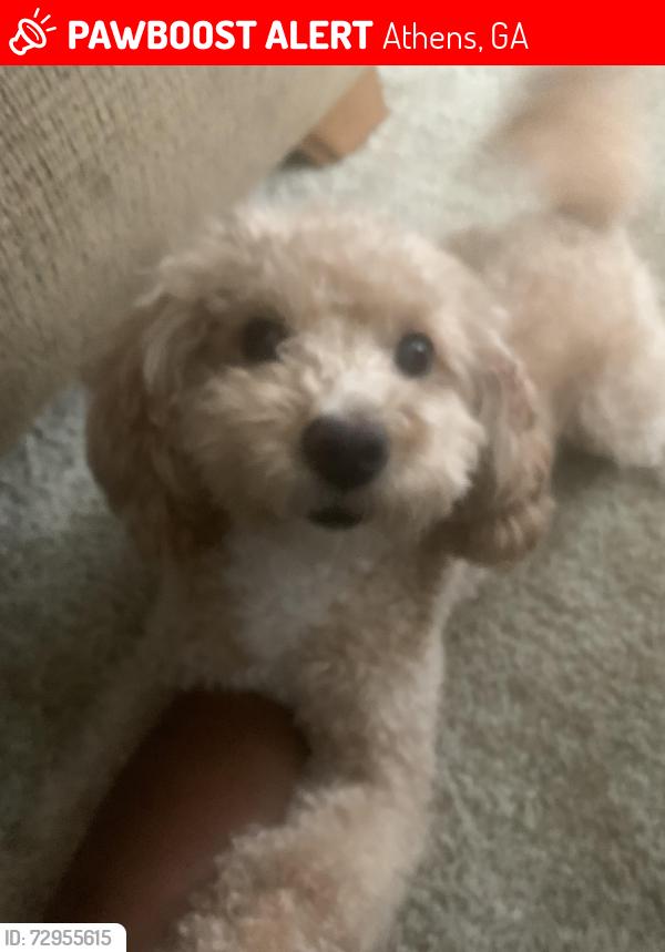 Lost Female Dog last seen Old Hull & North Avenue , Athens, GA 30601
