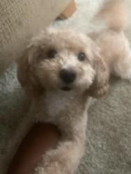 Lost Female Dog last seen Old Hull & North Avenue , Athens, GA 30601