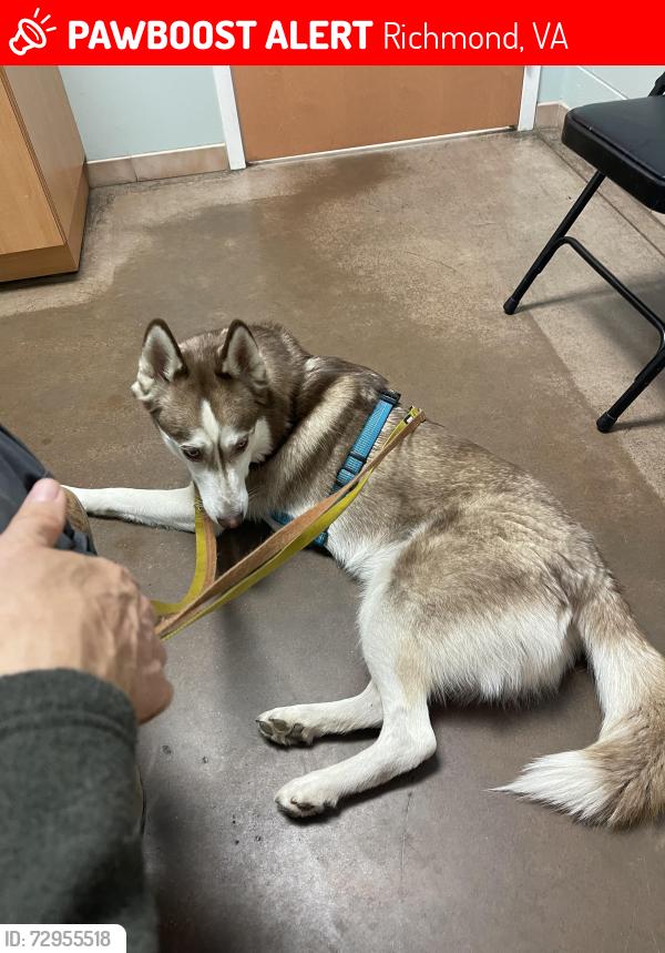Lost Male Dog last seen Forest Hill Park Playground, Richmond, VA 23225