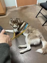 Lost Male Dog last seen Forest Hill Park Playground, Richmond, VA 23225