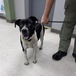 Shelter Stray Female Dog last seen Gulfport, MS , Gulfport, MS 39501