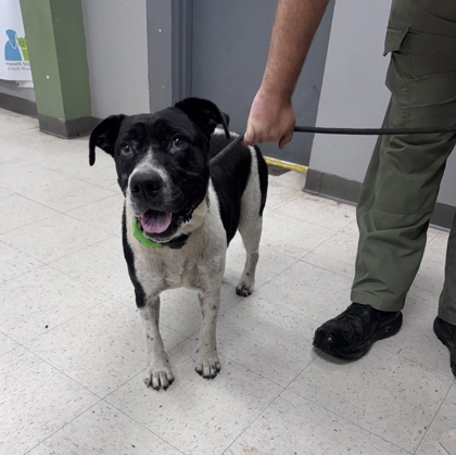 Shelter Stray Female Dog last seen Gulfport, MS , Gulfport, MS 39501