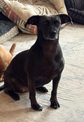 Reunited Female Dog last seen San Antonio Museum of Art, San Antonio, TX 78215