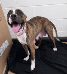 Shelter Stray Female Dog last seen Gulfport, MS , Gulfport, MS 39501