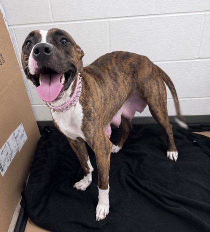 Shelter Stray Female Dog last seen Gulfport, MS , Gulfport, MS 39501