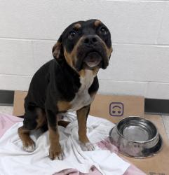 Shelter Stray Male Dog last seen Gulfport, MS , Gulfport, MS 39501