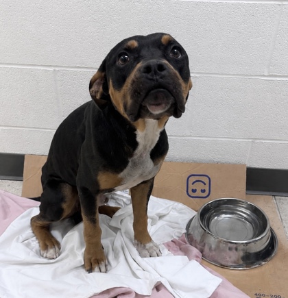 Shelter Stray Male Dog last seen Gulfport, MS , Gulfport, MS 39501