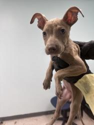 Shelter Stray Female Dog last seen Biloxi, MS , Gulfport, MS 39501