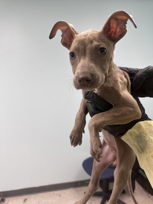 Shelter Stray Female Dog last seen Biloxi, MS , Gulfport, MS 39501
