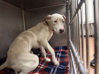 Shelter Stray Female Dog last seen Near PLAZA DR, 70714, LA, Baton Rouge, LA 70820