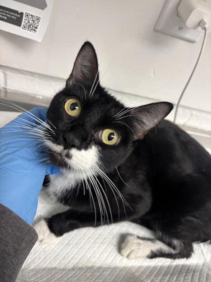 Shelter Stray Female Cat last seen Oakland, CA , Oakland, CA 94601