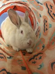 Shelter Stray Female Rabbit last seen Oakland, CA 94603, Oakland, CA 94601