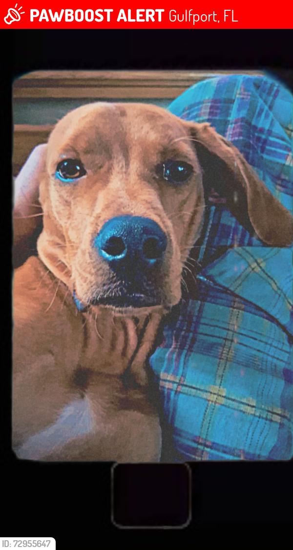 Lost Male Dog last seen Gulfport Highschool, Gulfport, FL 33707