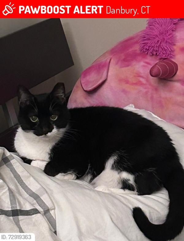 Lost Female Cat last seen Beaverbrook Rd, Danbury, CT 06810