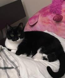 Lost Female Cat last seen Beaverbrook Rd, Danbury, CT 06810