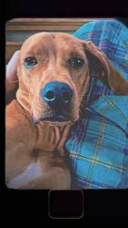 Lost Male Dog last seen Gulfport Highschool, Gulfport, FL 33707