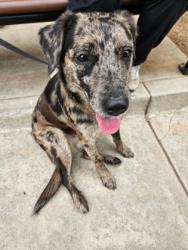 Shelter Stray Female Dog last seen Near Hollyhock Ter, Decatur, GA 30032, 30032, GA, Atlanta, GA 30341