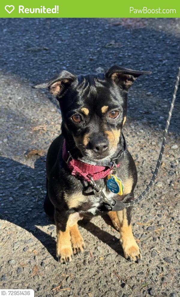 Reunited Male Dog last seen St Clair Park, Bellingham, WA 98229