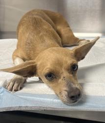 Shelter Stray Female Dog last seen Old Friant Rd & N Friant Rd, Fresno Zone Fresno CO 2 93730, CA, Fresno, CA 93706