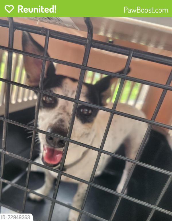 Reunited Female Dog last seen Near Paso Valley , San Antonio, TX 78242
