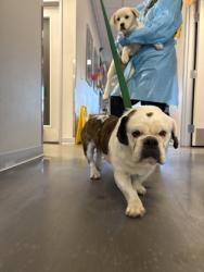 Shelter Stray Female Dog last seen N Rolinda Ave & W McKinley Ave, Fresno Zone Fresno CO 1A 93723, CA, Fresno, CA 93706