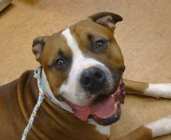 Shelter Stray Male Dog last seen I ST/ 32ND ST, 95660, Sacramento, CA 95827
