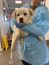 Shelter Stray Female Dog last seen N Rolinda Ave & W McKinley Ave, Fresno Zone Fresno CO 1A 93723, CA, Fresno, CA 93706