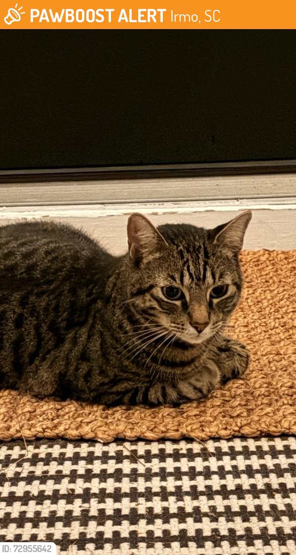 Found/Stray Unknown Cat last seen Gallatin Circle & Hollingshed - Foxboro Neighborhood, Irmo, SC 29063