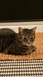 Found/Stray Unknown Cat last seen Gallatin Circle & Hollingshed - Foxboro Neighborhood, Irmo, SC 29063