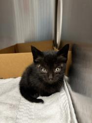 Shelter Stray Female Cat last seen Roseville, CA 95661, Roseville, CA 95678
