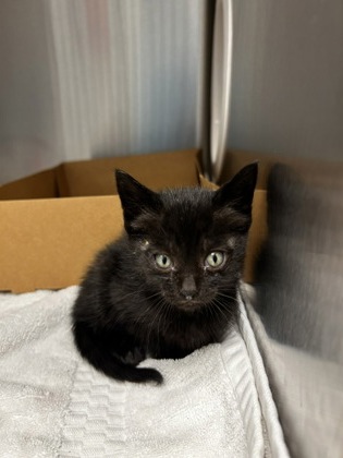 Shelter Stray Female Cat last seen Roseville, CA 95661, Roseville, CA 95678