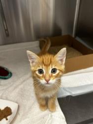 Shelter Stray Male Cat last seen Roseville, CA 95678, Roseville, CA 95678