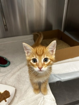 Shelter Stray Male Cat last seen Roseville, CA 95678, Roseville, CA 95678