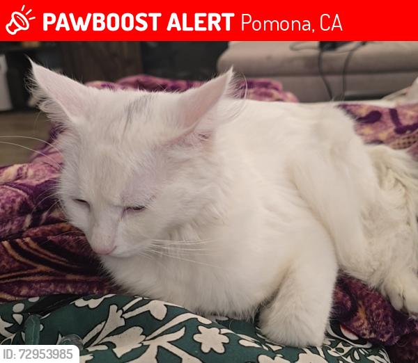 Lost Female Cat last seen Hamilton Pomona Ca , Pomona, CA 91799