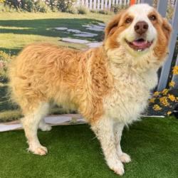 Shelter Stray Female Dog last seen Brazos County, TX 77845, Bryan, TX 77807