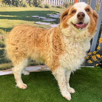 Shelter Stray Female Dog last seen Brazos County, TX 77845, Bryan, TX 77807