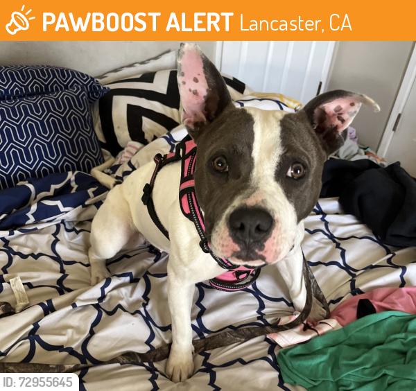 Found/Stray Female Dog last seen 170th St E, Lancaster, CA 93536