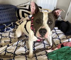 Found/Stray Female Dog last seen 170th St E, Lancaster, CA 93536