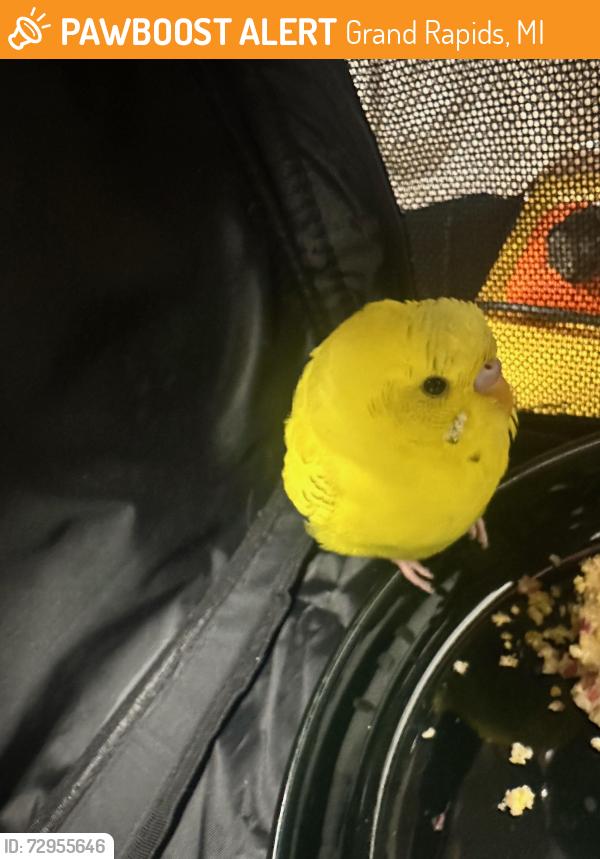 Found/Stray Unknown Bird last seen Thistledowne dr ne and shetland dr ne, Grand Rapids, MI 49505