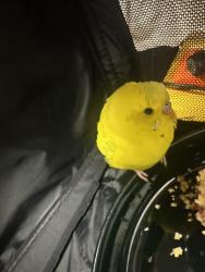 Found/Stray Unknown Bird last seen Thistledowne dr ne and shetland dr ne, Grand Rapids, MI 49505