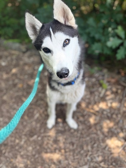 Shelter Stray Male Dog last seen Near BLK Perkins st, 21201, MD, Baltimore, MD 21230
