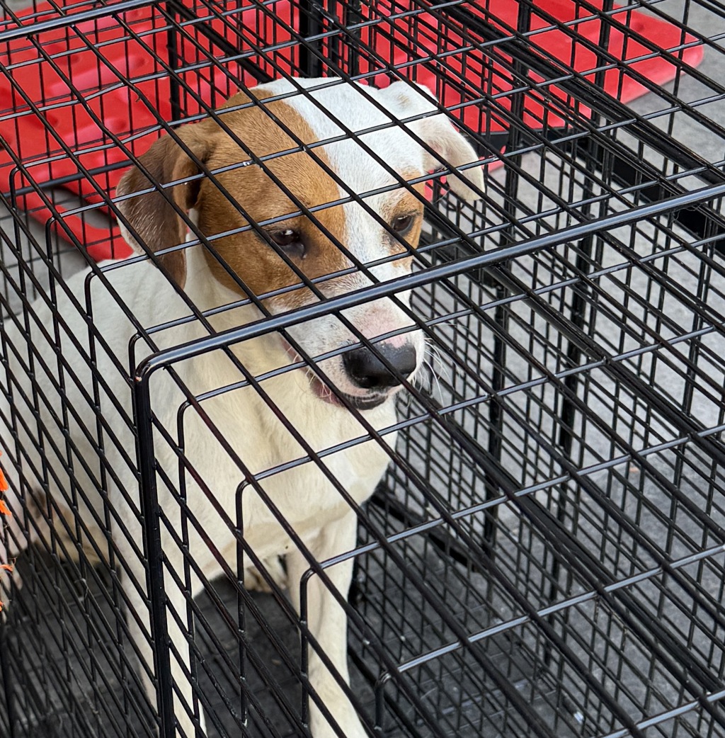 Shelter Stray Male Dog last seen Near Palm, Imperial Beach, CA, 91932, San Diego, CA 92110