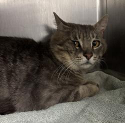 Shelter Stray Male Cat last seen Apt 3, Cedar Park Road SE, OLALLA, WA, 98359, Silverdale, WA 98383