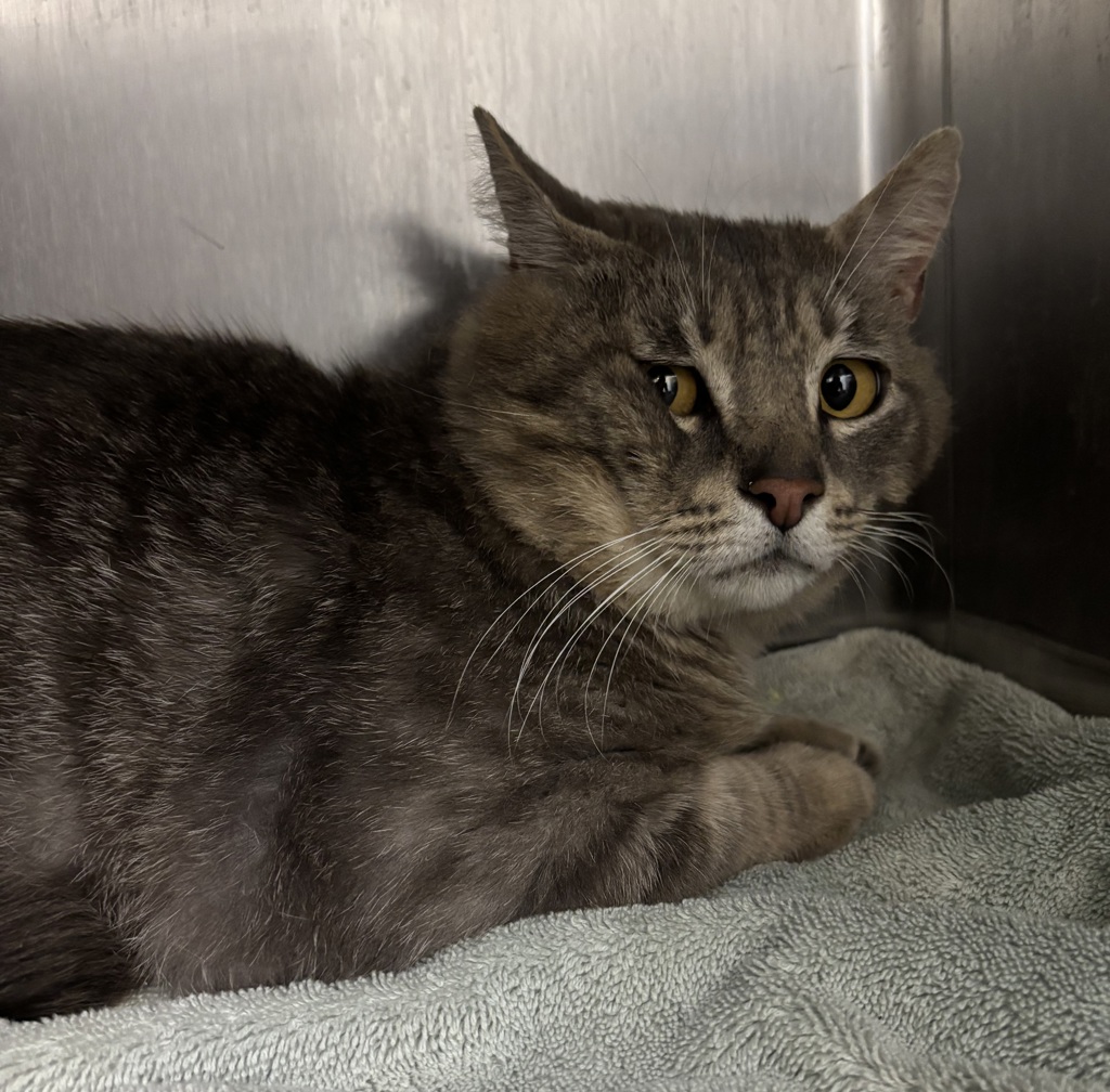 Shelter Stray Male Cat last seen Apt 3, Cedar Park Road SE, OLALLA, WA, 98359, Silverdale, WA 98383