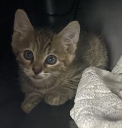 Shelter Stray Female Cat last seen Near W 8th Avenue, Escondido, CA, 92025, Escondido, CA 92027