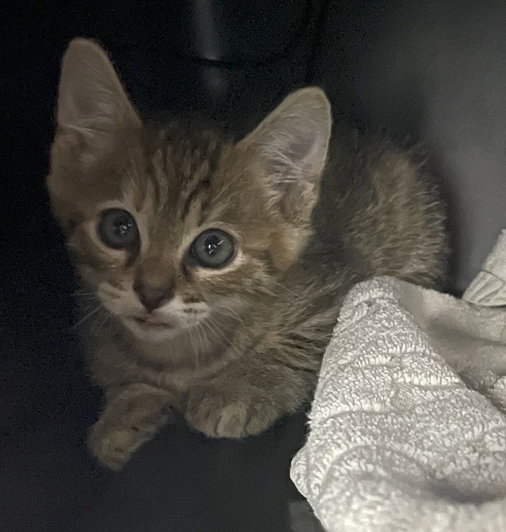 Shelter Stray Female Cat last seen Near W 8th Avenue, Escondido, CA, 92025, Escondido, CA 92027