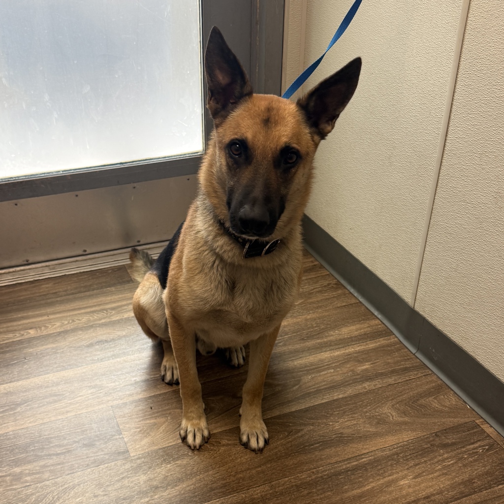 Shelter Stray Male Dog last seen National Avenue, San Diego, CA, 92113, San Diego, CA 92110